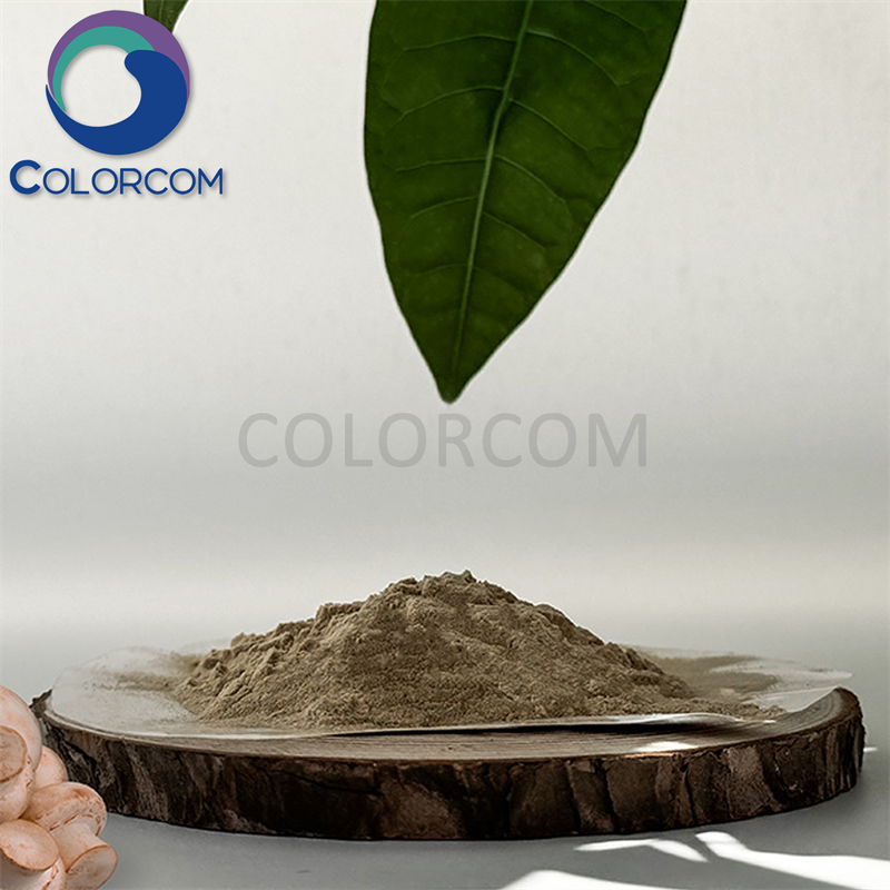 BUTTON MUSHROOM EXTRACT | BUTTON EXTRACT | Agaricus bisporus Extract | White mushroom Extract | Polysaccharide 20%