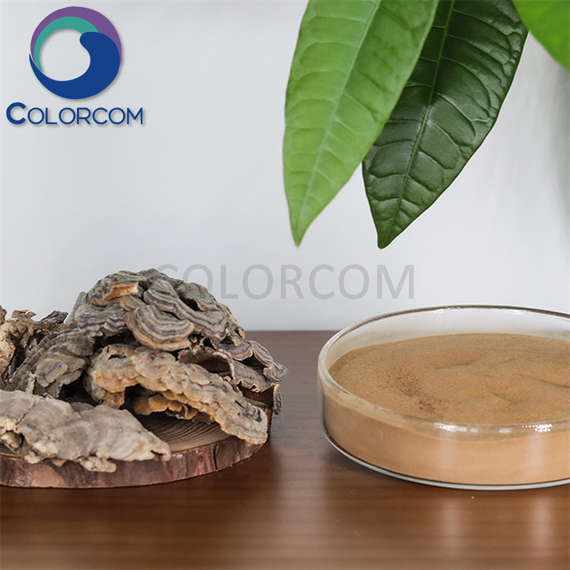 TRUKEY TAIL MUSHROOM EXTRACT | Trametes Versicolor Extract | Coriolus Versicolor Extract | TRUKEY TAIL EXTRACT | Polysaccharide